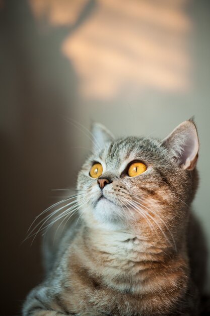 Gato shorthair britânico com olhos amarelos deitado na mesa.