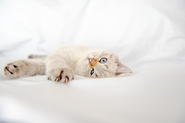 Gato shorthair britânico deitado e olhando no fundo branco isolado