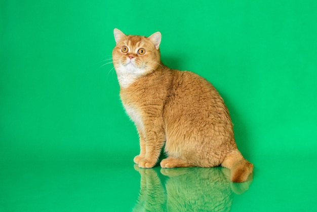 Gato shorthair britânico vermelho sobre fundo verde