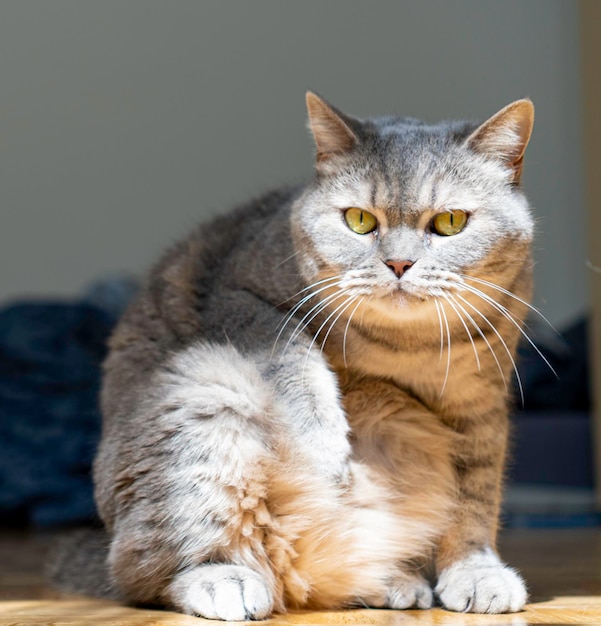 Gato Shorthair cinza adulto com olhos amarelos sentado no chão olhando para a câmera