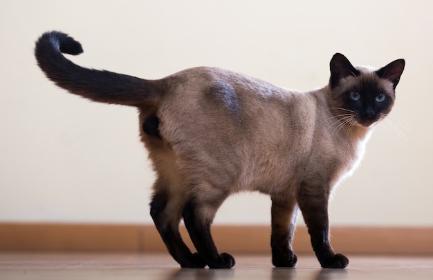 Gato siamês adulta jovem e parado