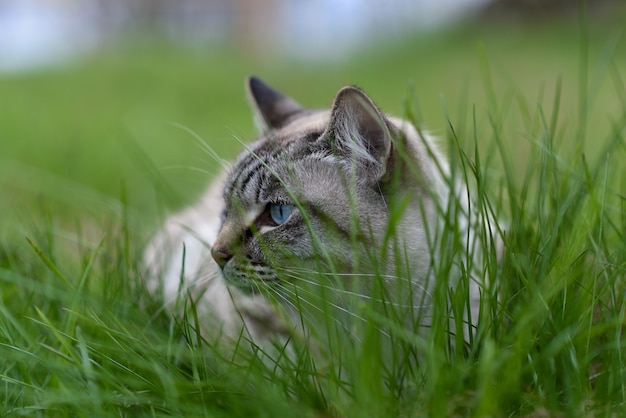 Gato siamês adulto andando na grama.