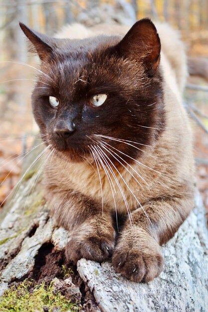 Foto gato siamês ao ar livre