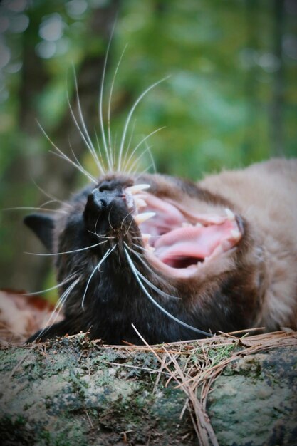 Foto gato siamês bocejando