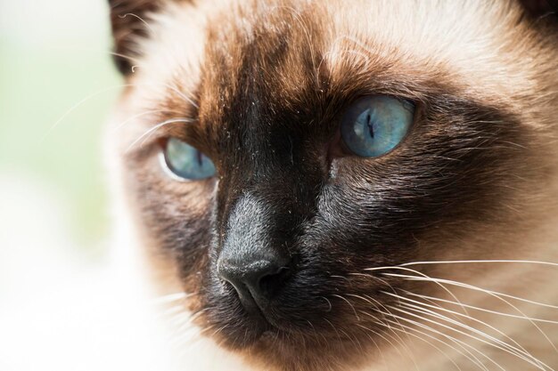 Gato siamês bonito de olhos azuis olhar sério