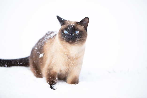 Gato siamés camina en un día de invierno Gato cubierto de nieve