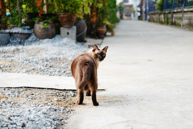 Gato siamés caminando en la carretera