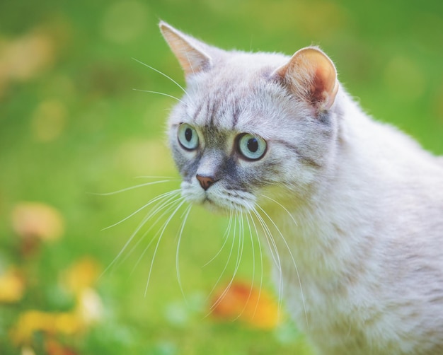 Gato siamés caminando sobre la hierba