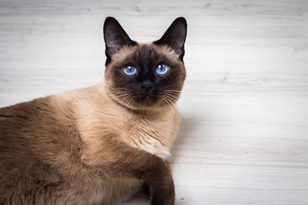 Gato siamés en la casa.