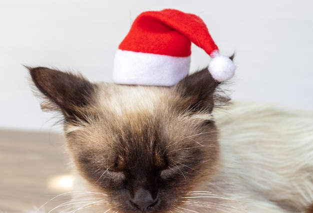 gato siamês com gorro de papai noel sentado no chão, lenço macio rosa quente gatinho chateado com raiva