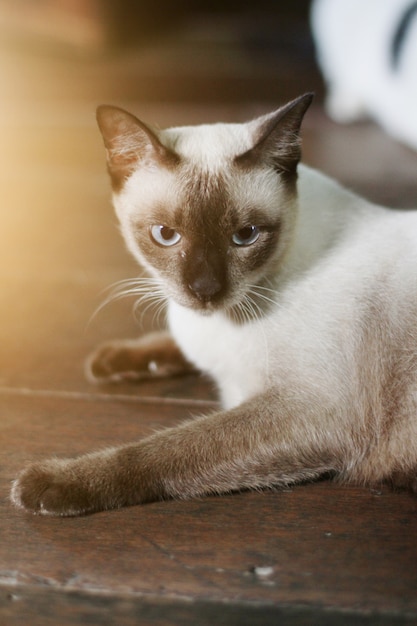 Gato siamês desfrutar e relaxar no chão de madeira