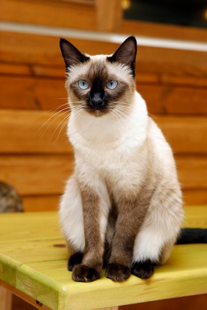 gato siamês fofo e adorável