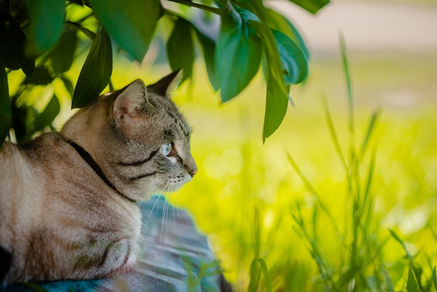 Gato siamés mullido que se sienta en hierba verde.