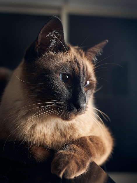 Gato siamês olhando sentado em uma mesa preta