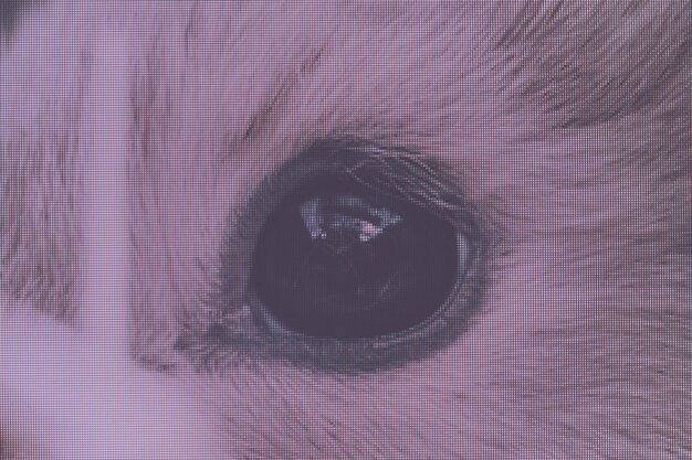 Foto gato siamés orejas y ojos divertidos vista de fotografía macro primer plano de píxel