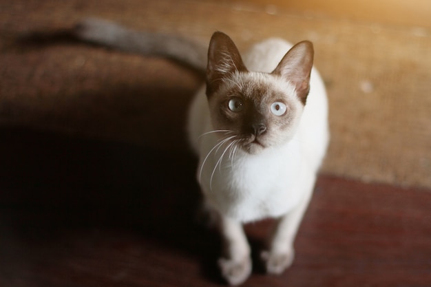 Gato siamés que se sienta en el piso con luz del sol.