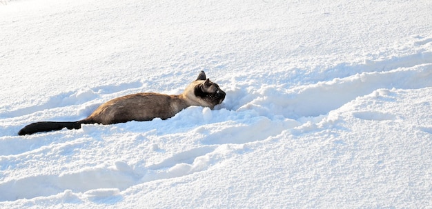 Un gato siamés regresa a casa a través de la nieve profunda y suelta