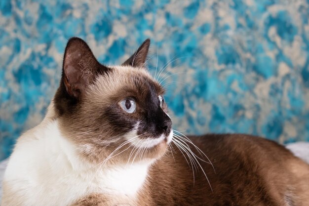 Gato siamés con retrato de primer plano de ojos azules