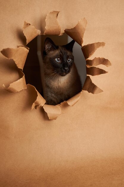 Foto gato siamés saliendo de un agujero en papel marrón