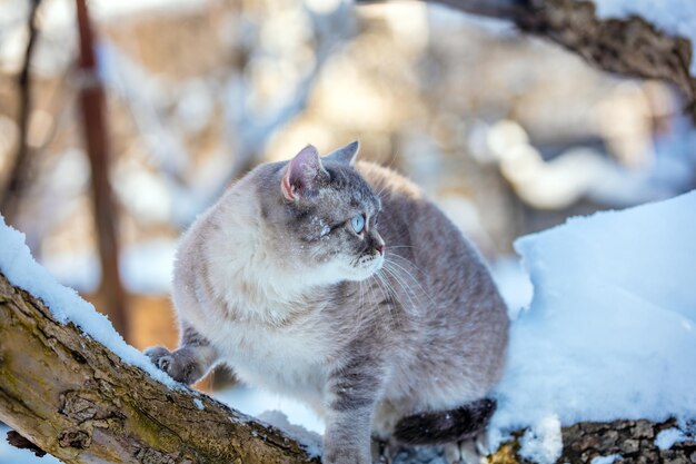 Foto gato siamés sentado en el árbol cubierto de nieve