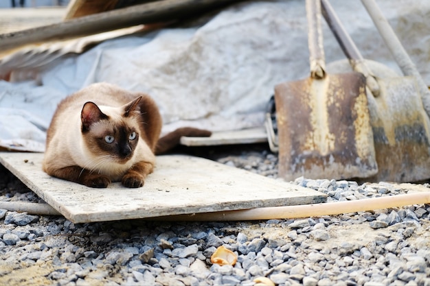 Gato siamés sentado en la madera en el área de la construcción