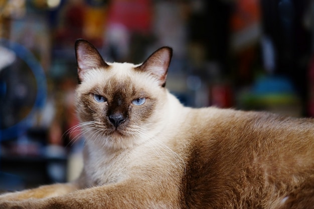 Gato siamés sentado y relajarse en el piso de madera en casa