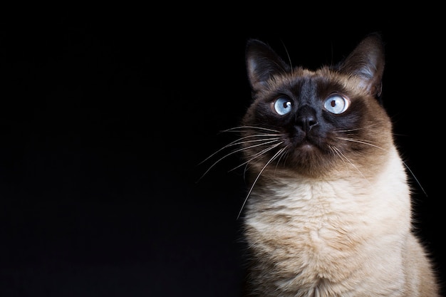 Gato siamés tailandés poros sobre un fondo negro