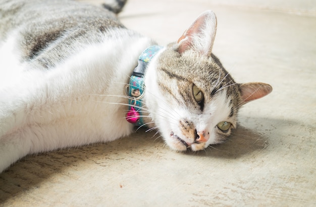 Gato siamés tumbado ocioso en casa.