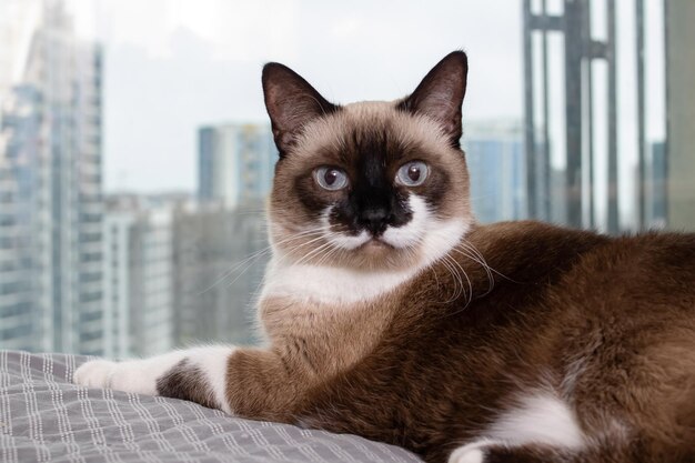 Gato siamés en la ventana al fondo de la ciudad