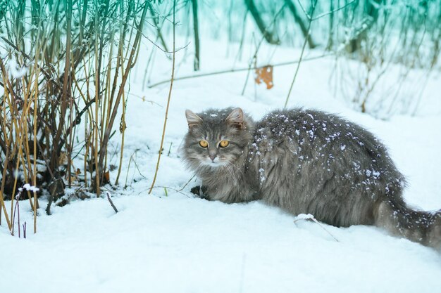 Gato siberiano andando na neve