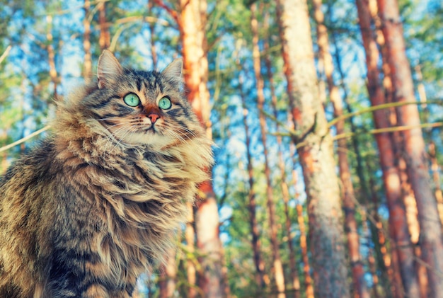 Gato siberiano caminando en el bosque de pinos