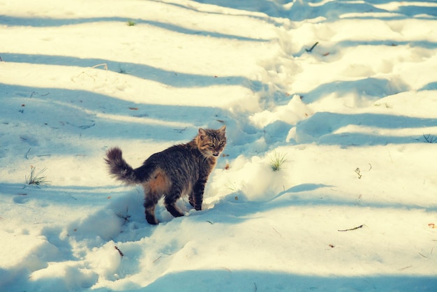 Gato siberiano caminando en la nieve.