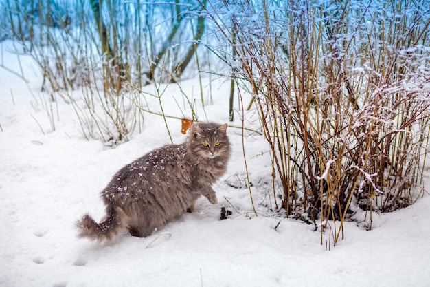 Gato siberiano caminando en la nieve