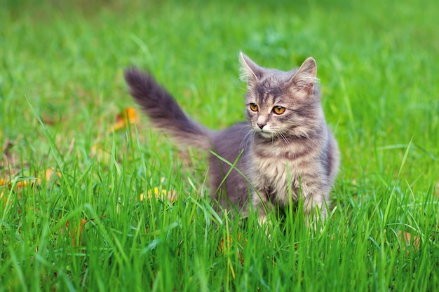 Gato siberiano caminhando na grama