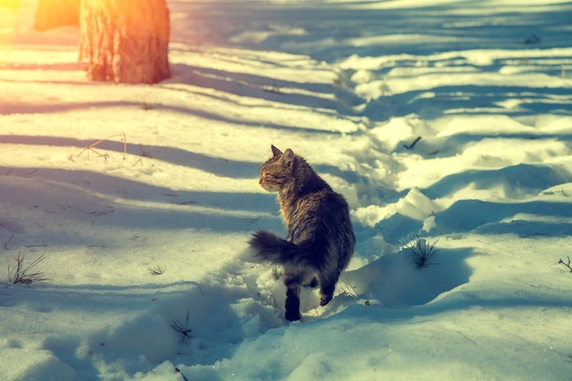 Gato siberiano caminhando na neve