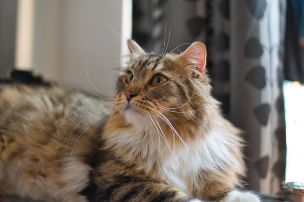 Gato Siberiano com bigodes longos Gato Fofo Gato Hipoalergênico Raça Pura