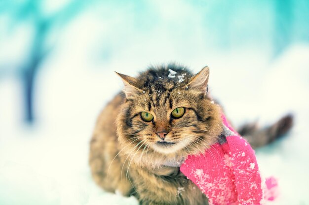 Gato siberiano com lenço de malha sentado ao ar livre na neve durante uma nevasca