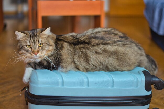 Gato siberiano em cima de uma mala esperando sua próxima viagem Gato hipoalergênico