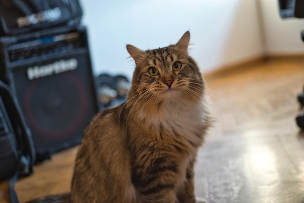 Gato siberiano em sua sala de música Gato hipoalergênico Gato de pelo comprido