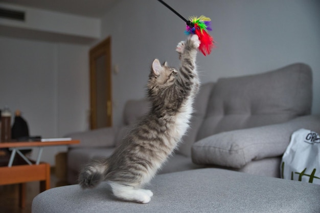 Gato siberiano jugando con su juguete Gato esponjoso Gato hipoalergénico