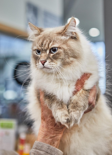 Gato siberiano nas mãos do proprietário