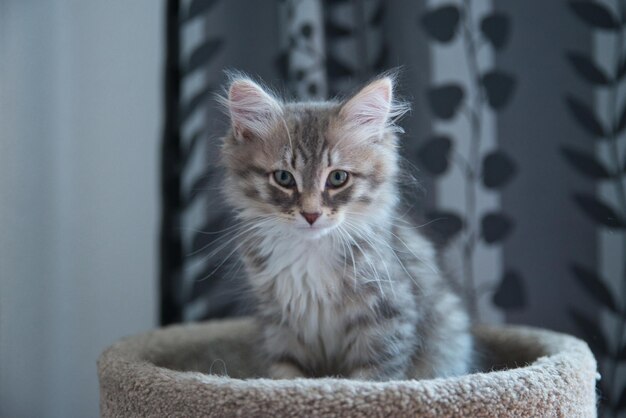 Gato siberiano en la parte superior de su rascador con una mirada agradable