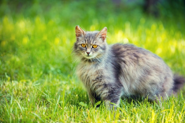 Gato siberiano relaxante ao ar livre na grama