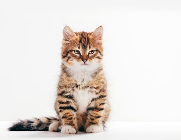 Gato siberiano un retrato de gatito sobre fondo blanco Tipo de color rojo de pura raza