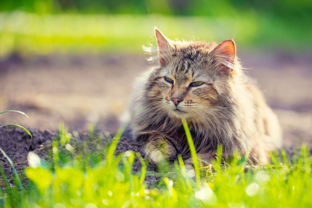 Gato siberiano sentado no jardim na grama em um dia ensolarado