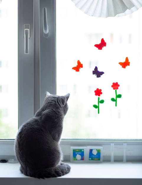 El gato se sienta en el alféizar de la ventana de la casa y mira por la ventana a la calle.