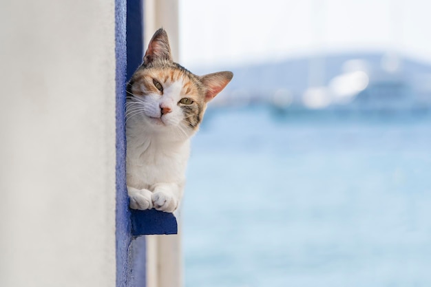 Un gato se sienta en el alféizar de una ventana cerca del mar en la ciudad turística de Bodrum, Turquía