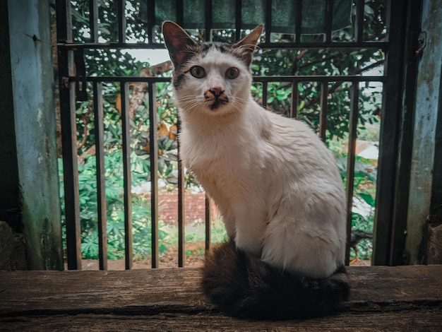 Un gato se sienta en un banco de madera frente a un jardín.