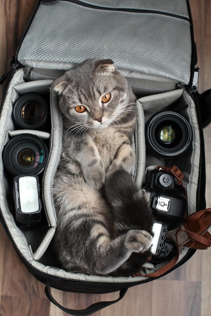 El gato se sienta en la bolsa.