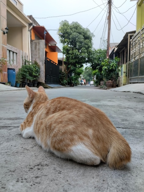 Un gato se sienta en una calle con un árbol al fondo.